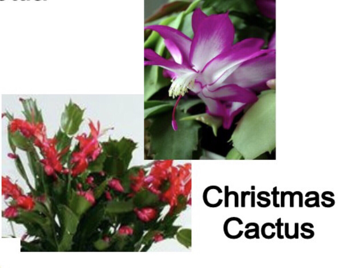 6” Christmas Cactus (Assorted Colors)