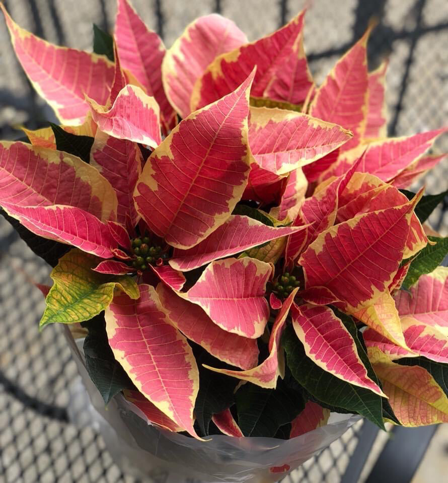 6.5” Poinsettia