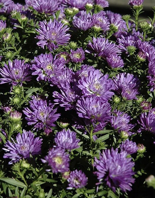9” Aster