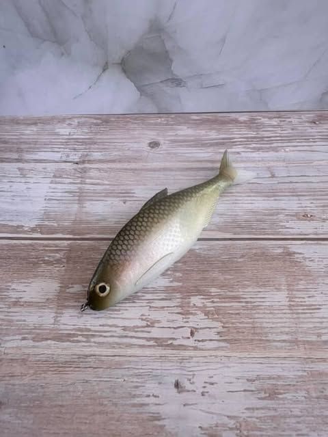 6” Chicken Gizzard-Green