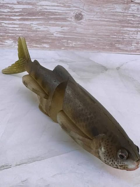 The Clide 7”-Gillroy