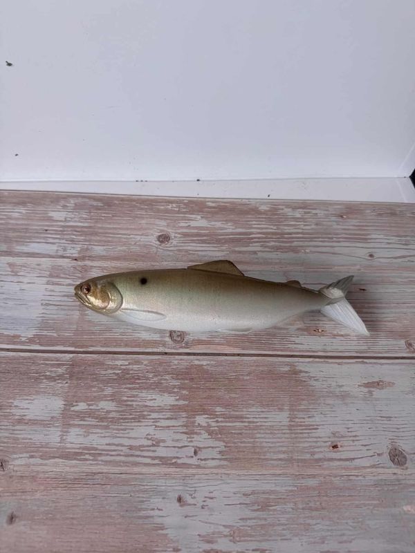 8.5" Cloak-Green Gizzard