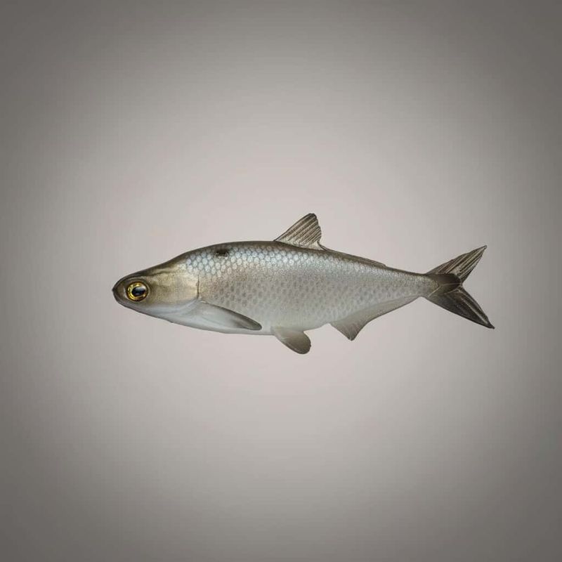 7.5” Chicken Gizzard 2.0-Chicken Minnow