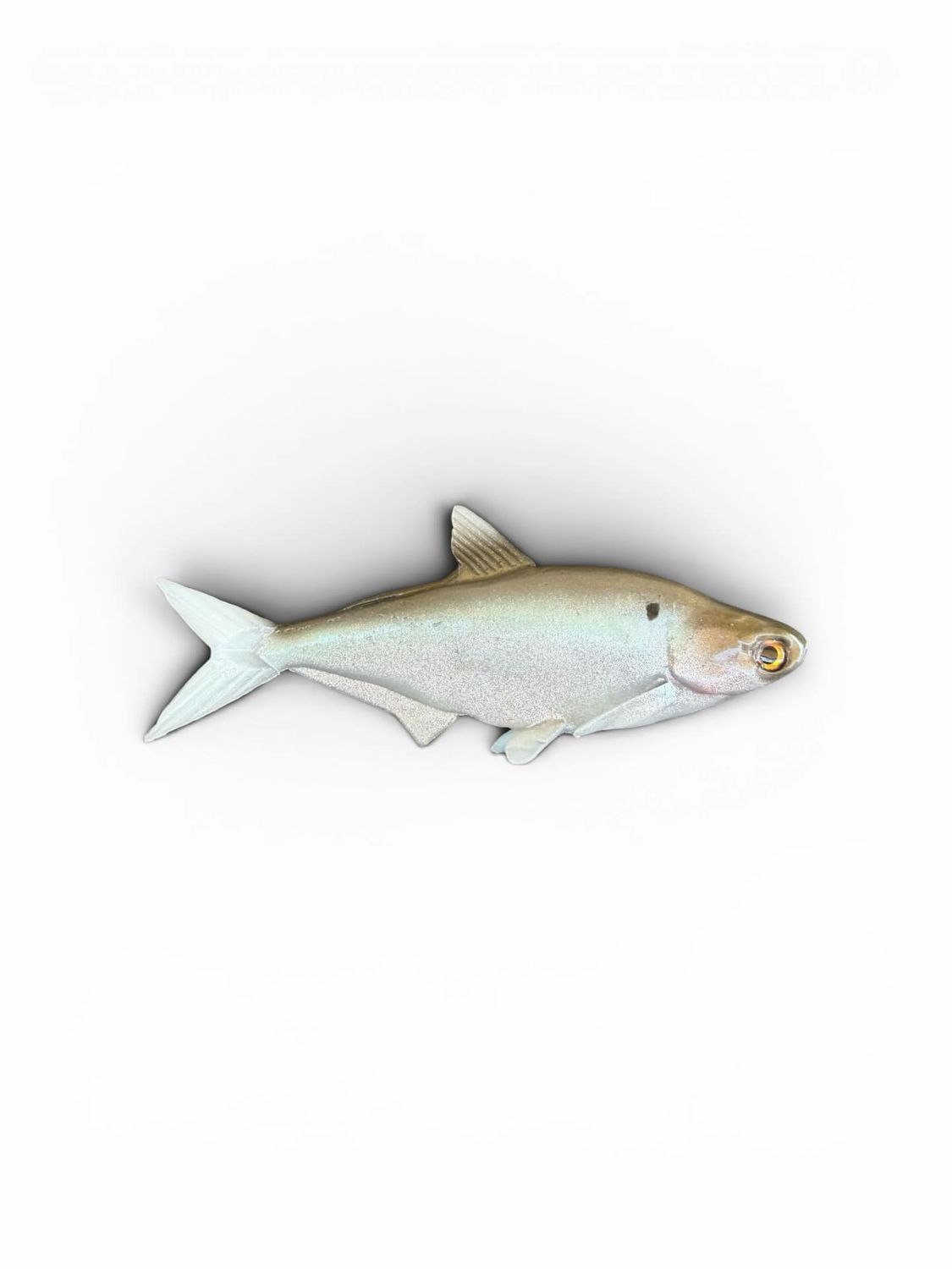7.5” Chicken Gizzard 2.0-Olive gold back color shift with silver belly