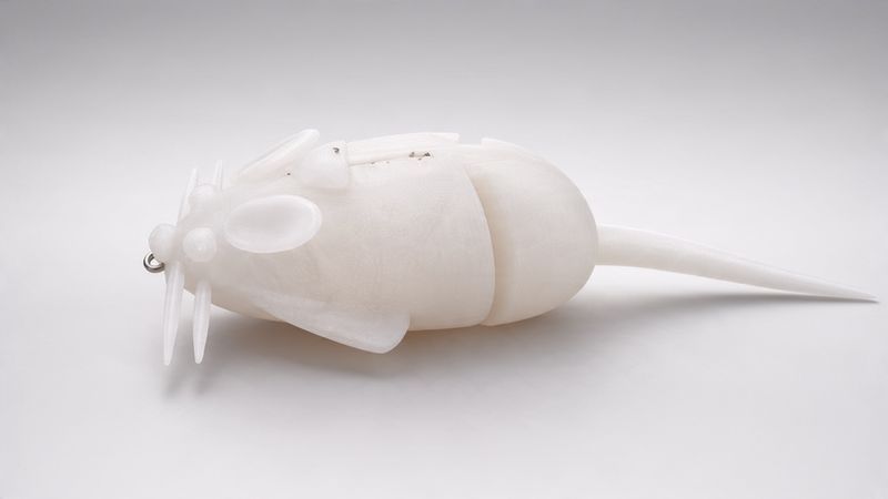 Chicken Little Rat (White)