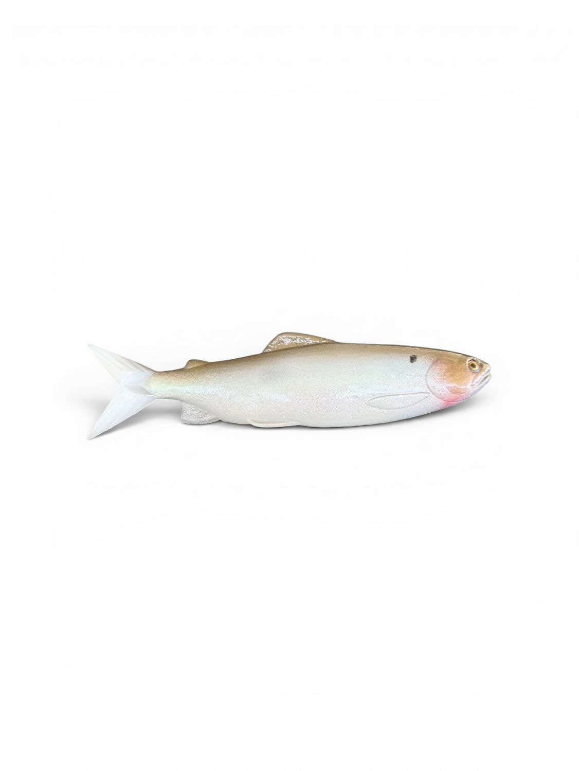 8.5" Cloak-Olive gold back color shift with silver belly