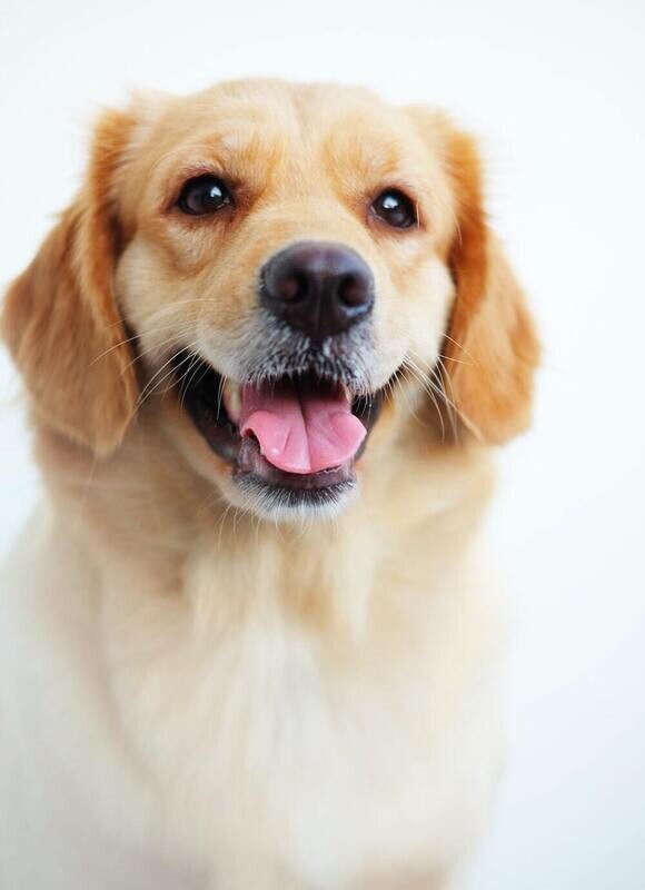 5 medically proven benefits of CBG oil for dogs