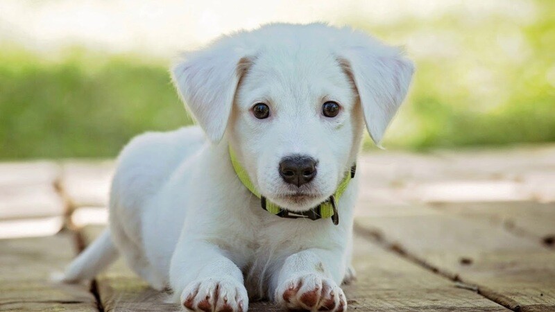 CBG vs. CBD: Which one is better for your hypoallergenic dog