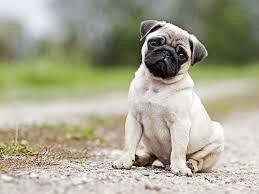 Benadryl to calm your support animal down: Important tips and advice