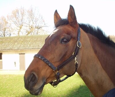 Equine
