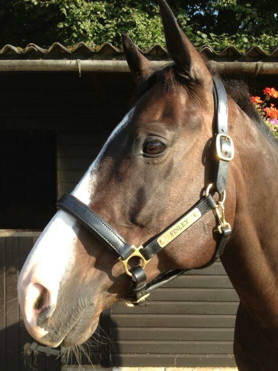 Handmade Padded Headcollar from £190