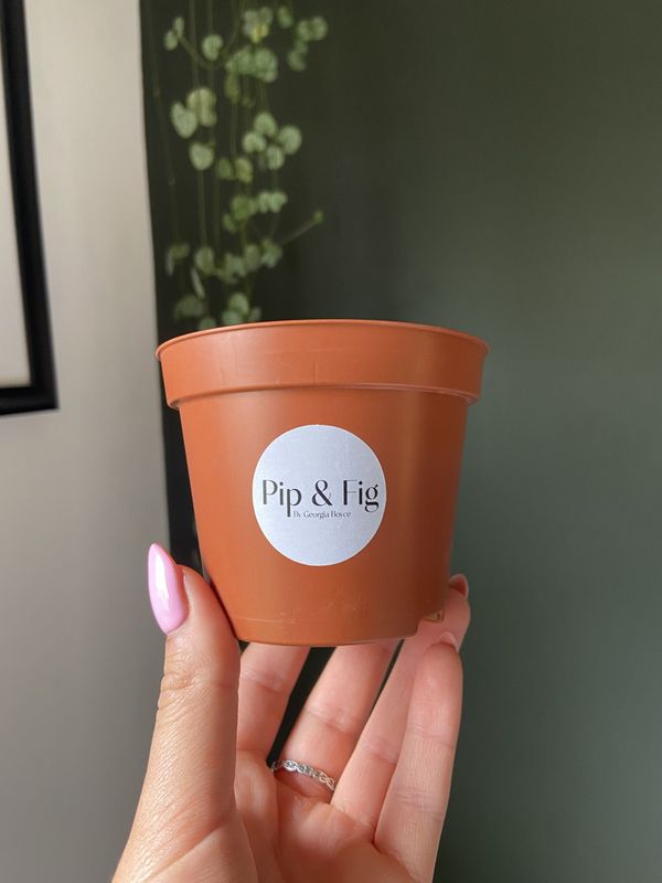 *NEW* Biodegradable Plant Pot for Large Chonks