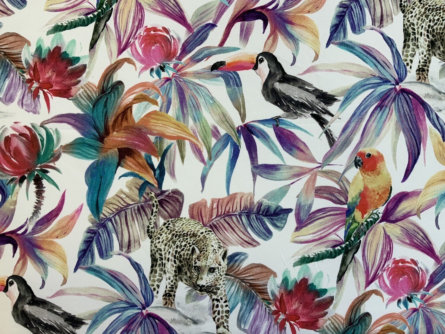 24834 JUNGLE ROSE