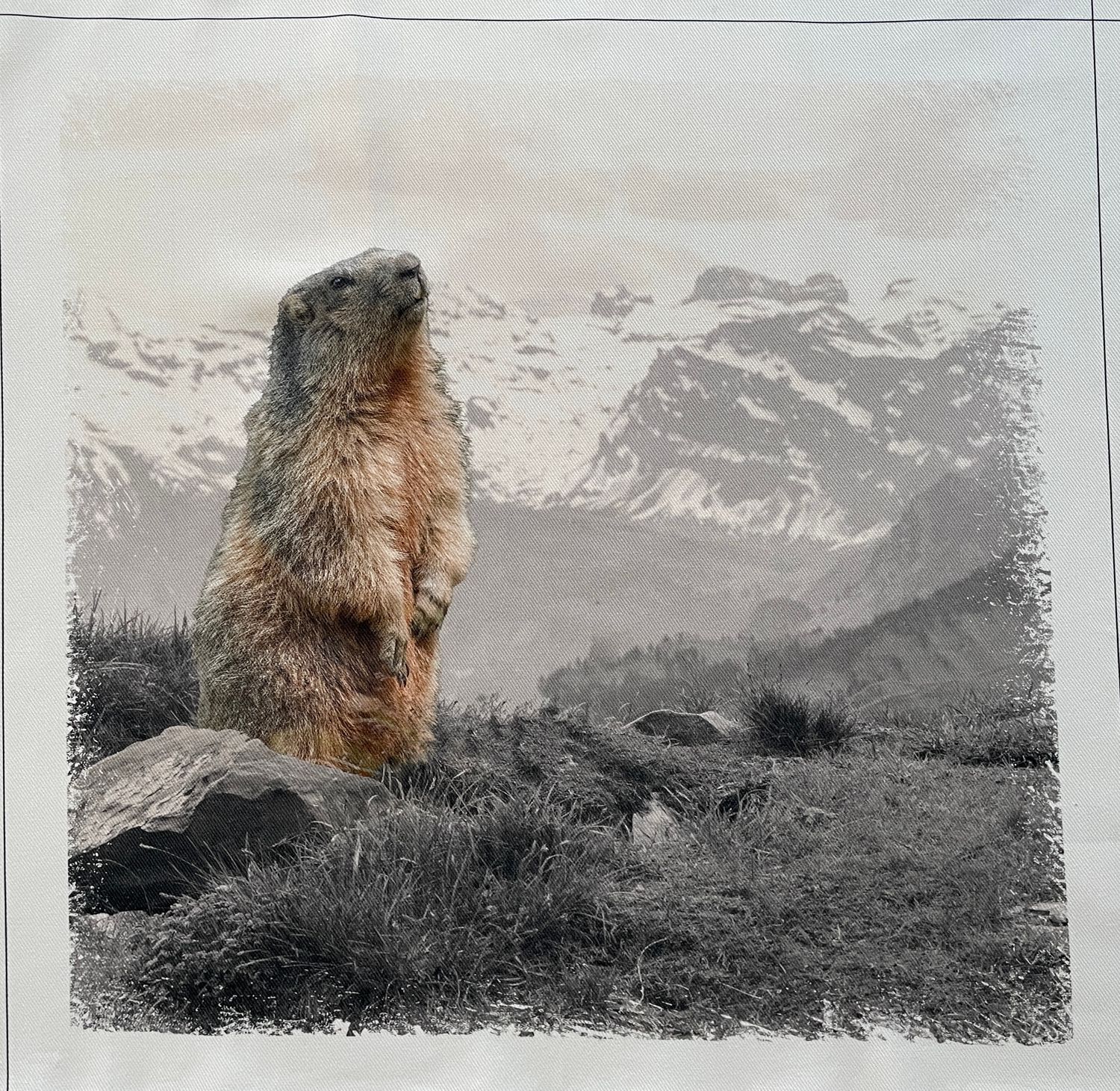 26676 MARMOTTES