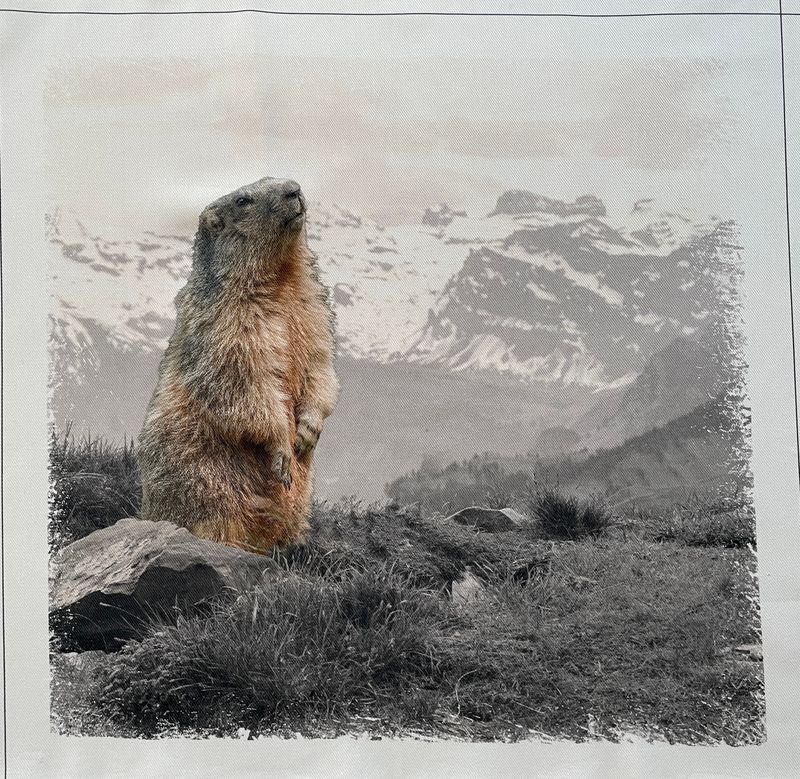 26676 MARMOTTES