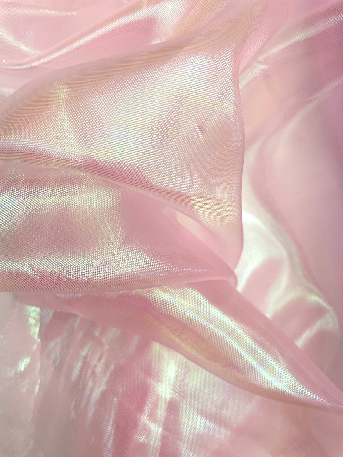 25237 rose