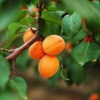 Apricot