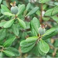 Feijoa