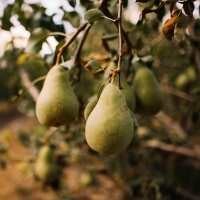 Pear