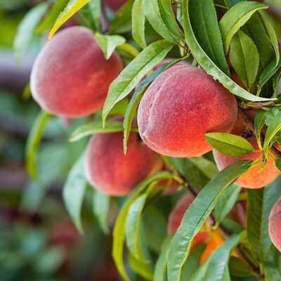 Peach