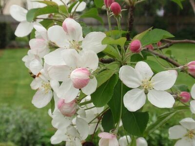 Crab Apple