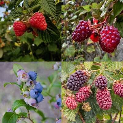 Berries