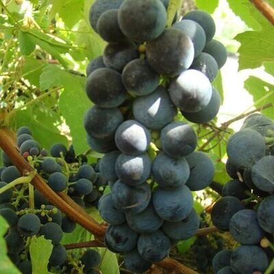 Grape