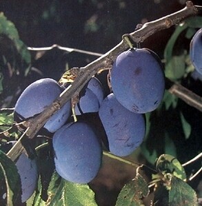 Prune