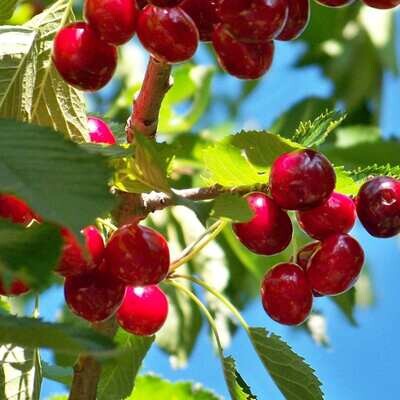 Cherry