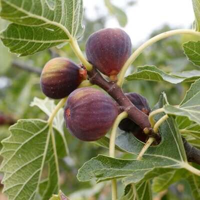 Fig