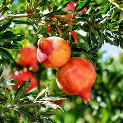 Pomegranate