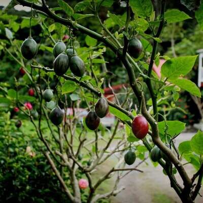 Tamarillo