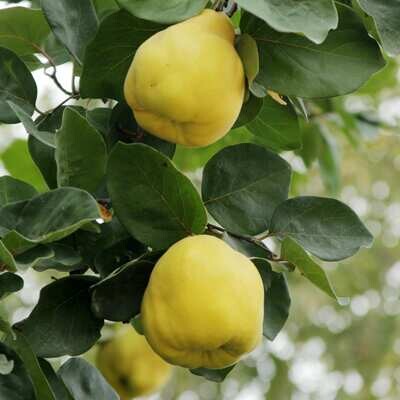 Quince