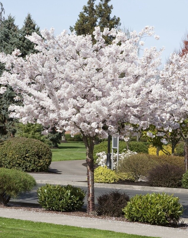 Cherry flowering  &#39;Mt Fuji&#39; (Prunus Shirotae) - BARE ROOTED