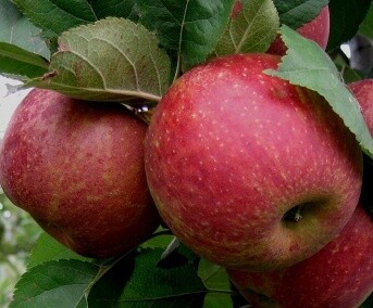 Apple Belle de Boskoop