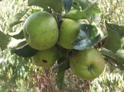 Apple Ballarat