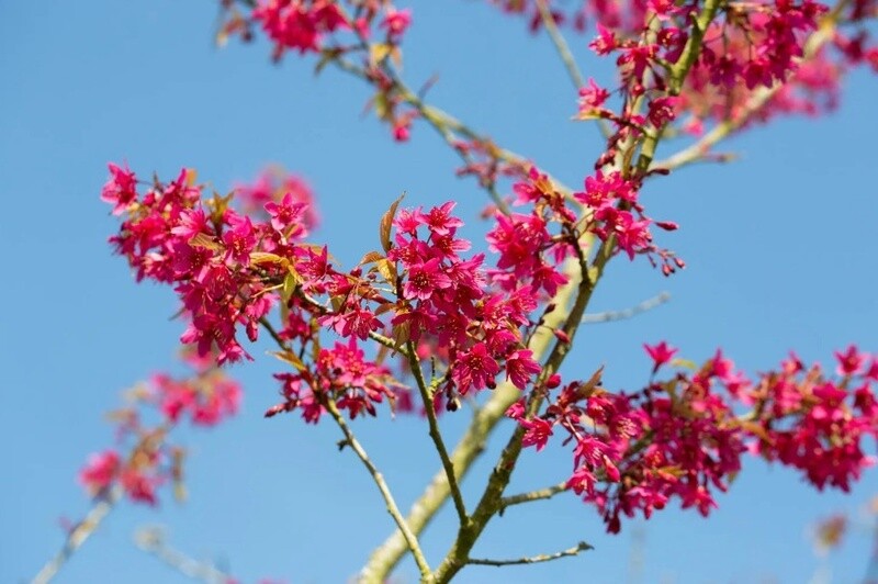 Cherry Flowering Felix Jury (Prunus Campanulata)