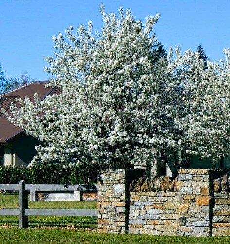 Pyrus calleryana &#39;Aristocrat&#39;