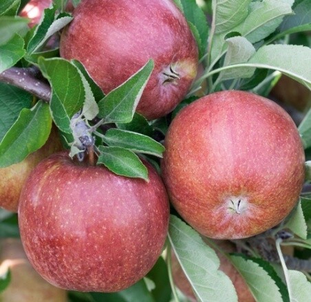 Apple Braeburn