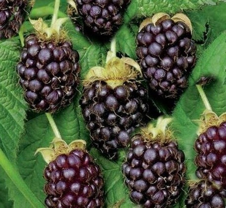 Boysenberry Brulee