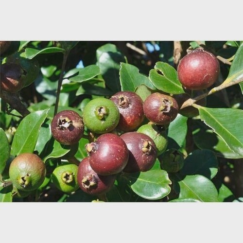 Guava Red Cherry