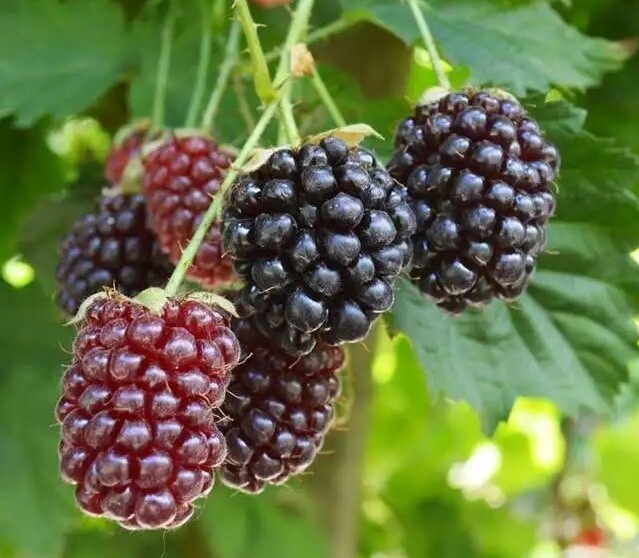 Boysenberry Tasman