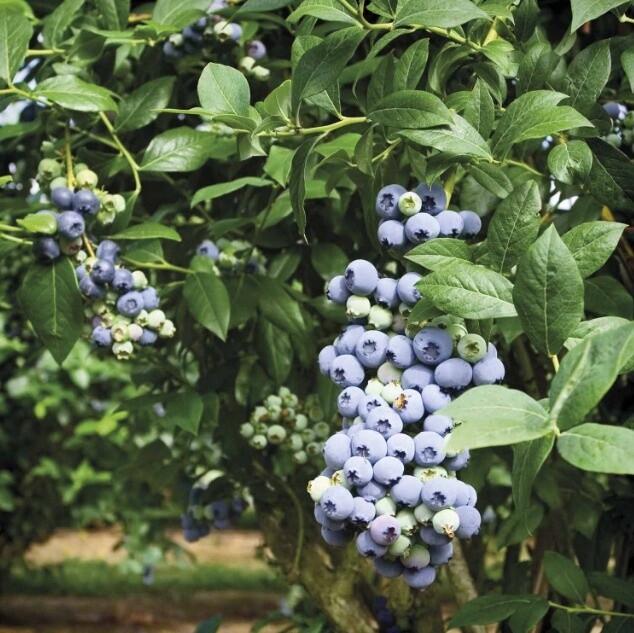Blueberry Sapphire Blue