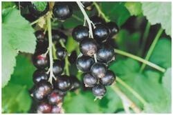 Currant  Black Sefton
