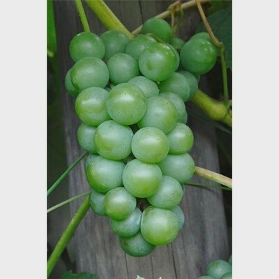 Grape Niagra