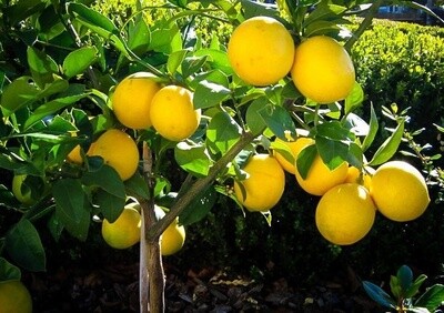 Citrus Lemon Meyer