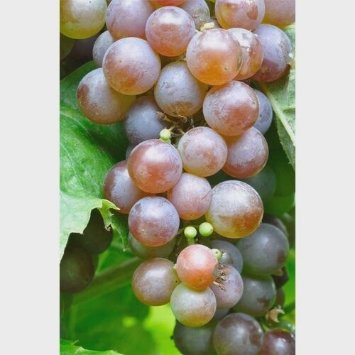 Grape Candice Seedless