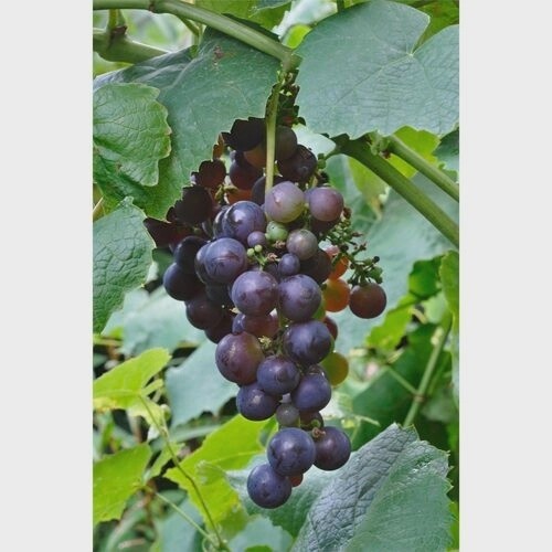 Grape Schuyler