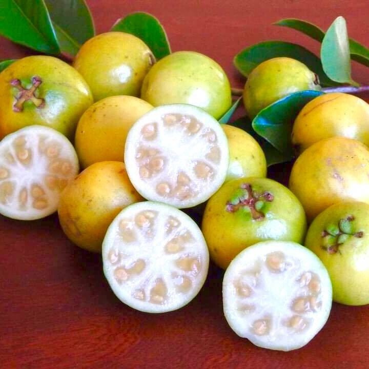 Guava Yellow Cherry