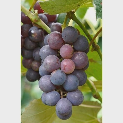 Grape Albany Surprise